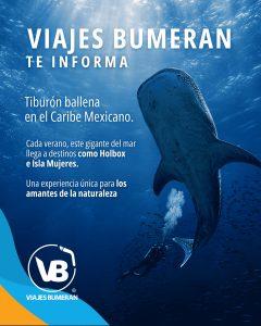 Nadar con el Tiburón Ballena en el Caribe Mexicano: Guía completa para una experiencia inolvidable